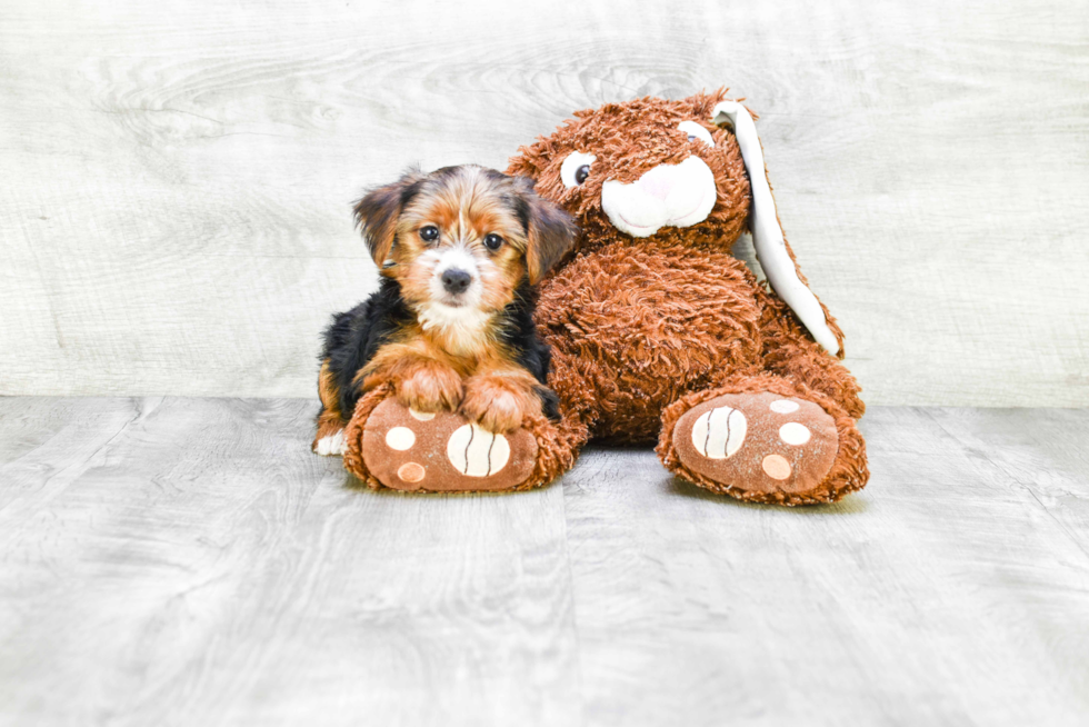 Meet Diddy - our Yorkshire Terrier Puppy Photo 