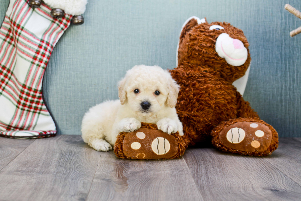 Little Maltepoo Poodle Mix Puppy