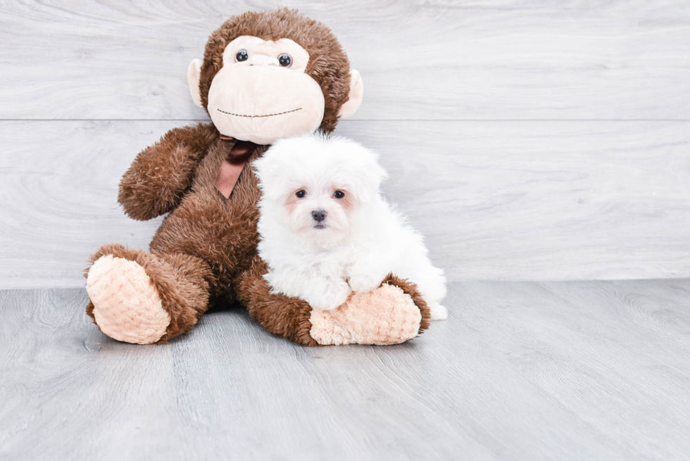 Friendly Maltese Purebred Pup