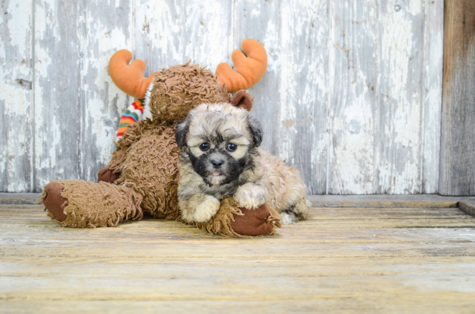 Teddy Bear Puppy for Adoption