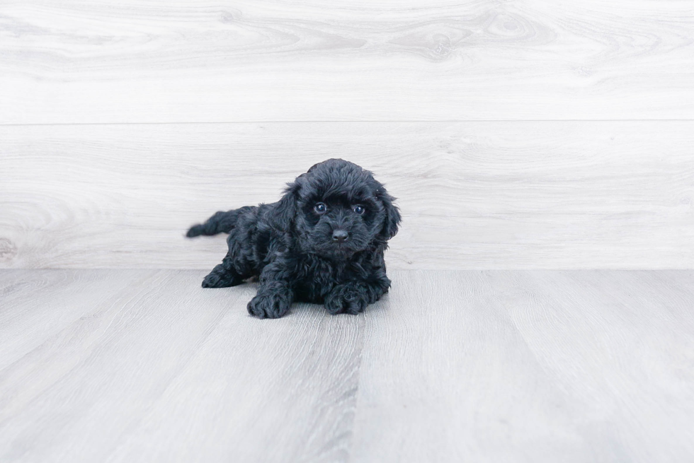 Cute Mini Goldendoodle Baby