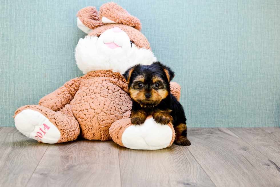 Meet Nugget - our Yorkshire Terrier Puppy Photo 