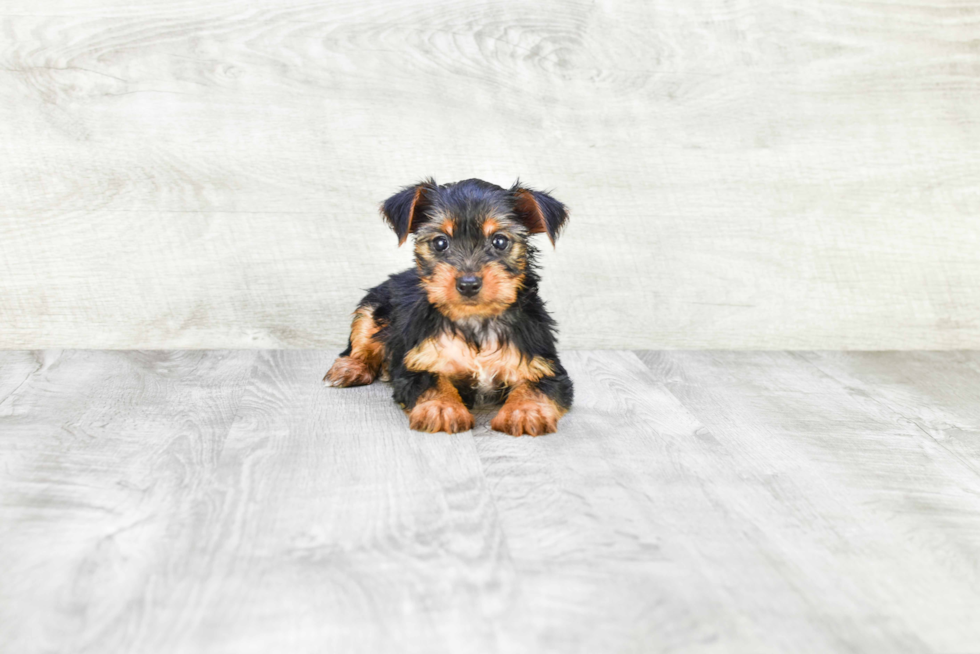 Meet Joey - our Yorkshire Terrier Puppy Photo 