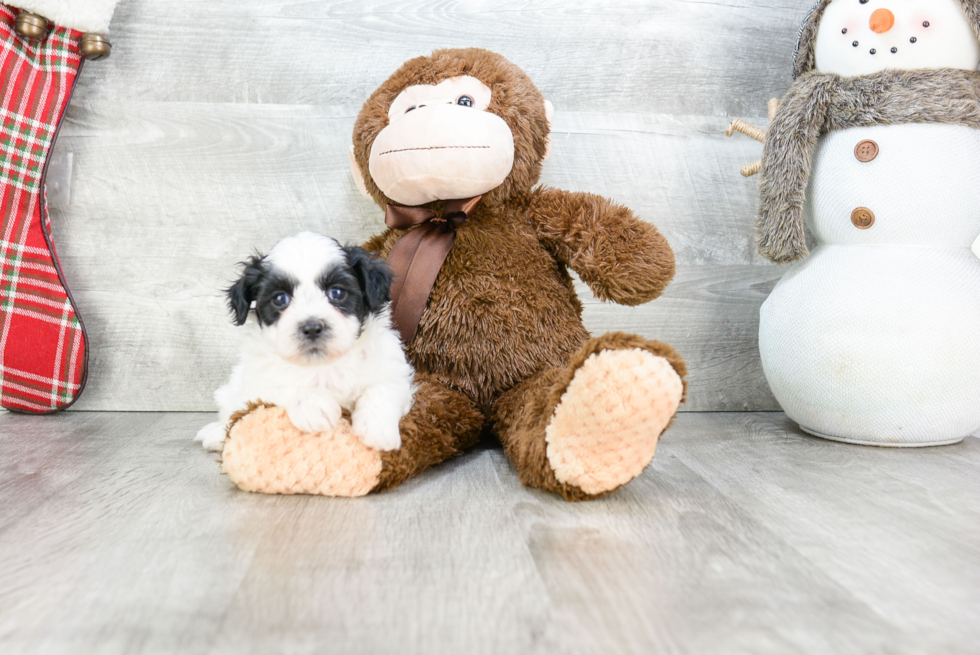 Teddy Bear Pup Being Cute