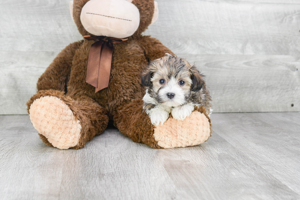 Energetic Maltepoo Poodle Mix Puppy