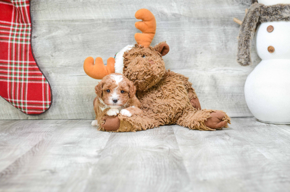 Smart Cavapoo Poodle Mix Pup