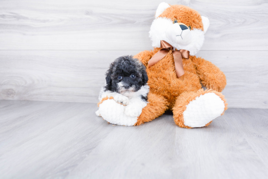 Friendly Havanese Baby