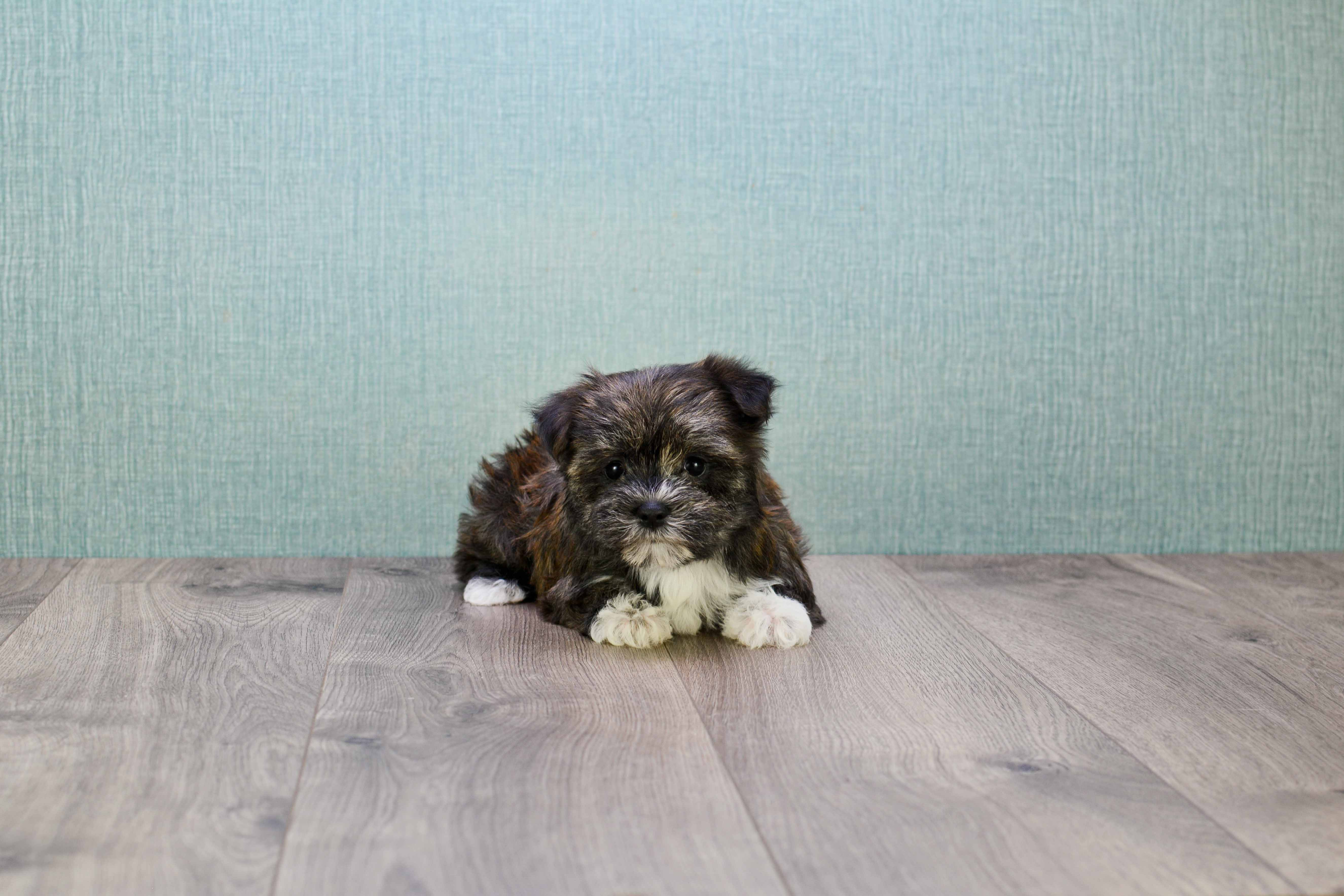 Best Morkie Baby