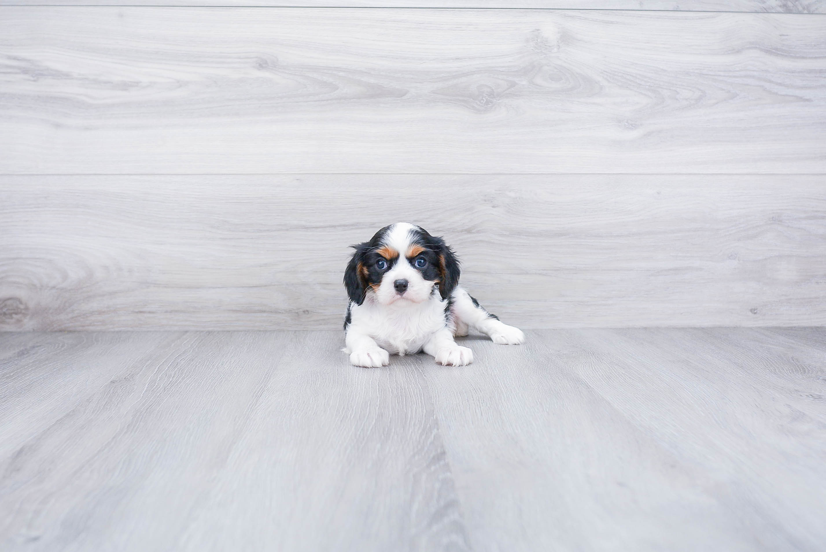Adorable Cavalier King Charles Spaniel Purebred Puppy