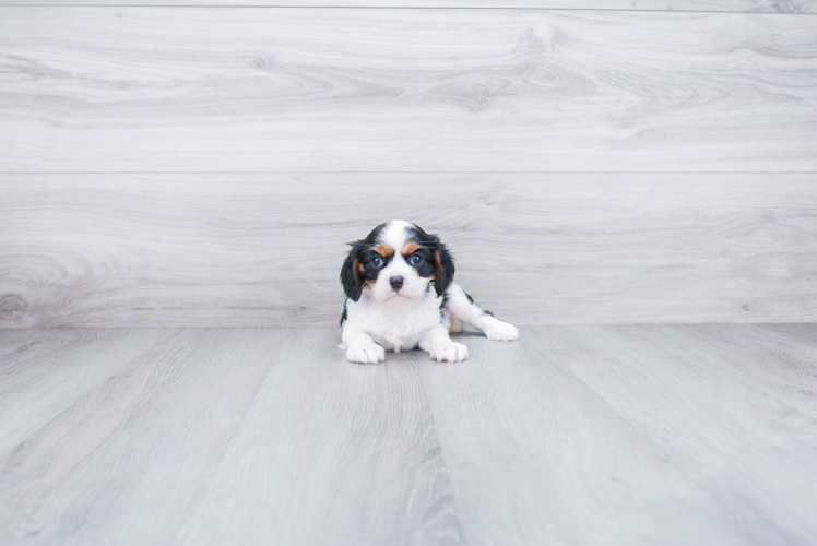 Adorable Cavalier King Charles Spaniel Purebred Puppy