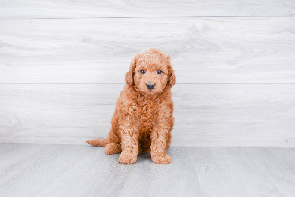 Funny Mini Goldendoodle Poodle Mix Pup