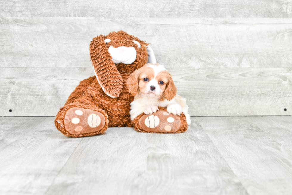 Cavachon Pup Being Cute