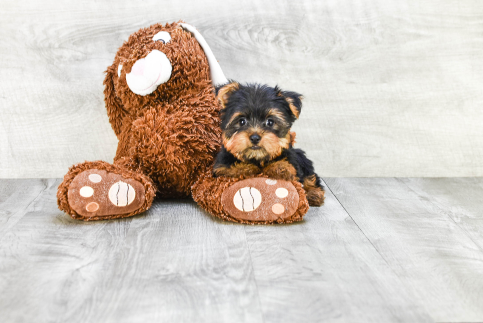 Meet Timmy - our Yorkshire Terrier Puppy Photo 