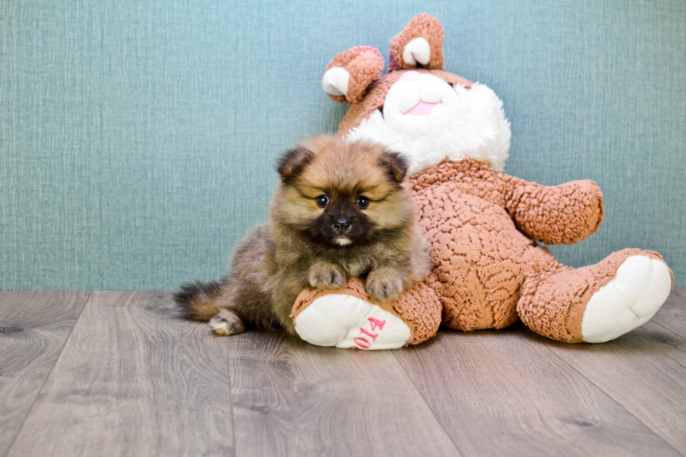 Pomeranian Pup Being Cute