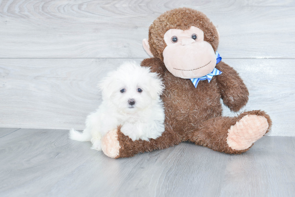 Friendly Maltese Baby