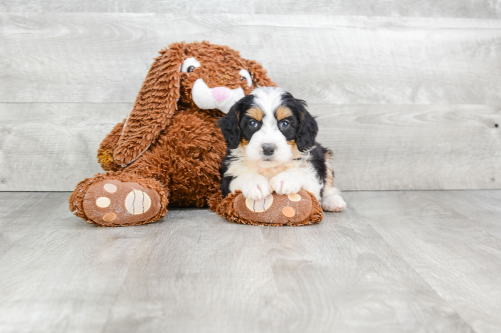 Mini Bernedoodle Pup Being Cute