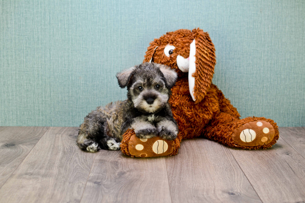 Cute Mini Schnauzer Baby