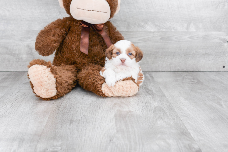 Playful Shichon Designer Puppy