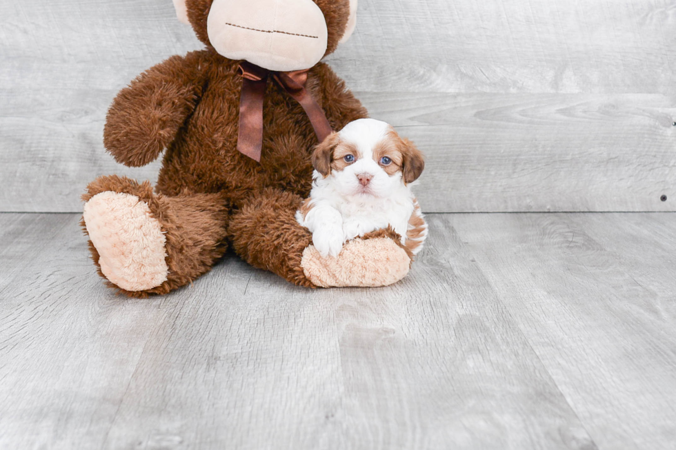 Playful Shichon Designer Puppy