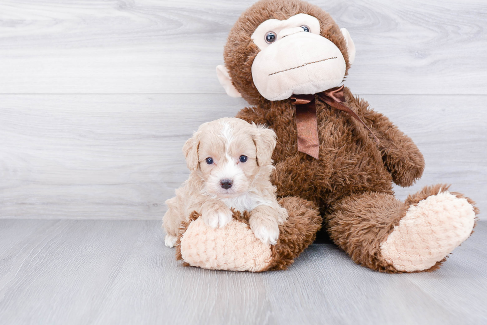 Adorable Cavoodle Poodle Mix Puppy