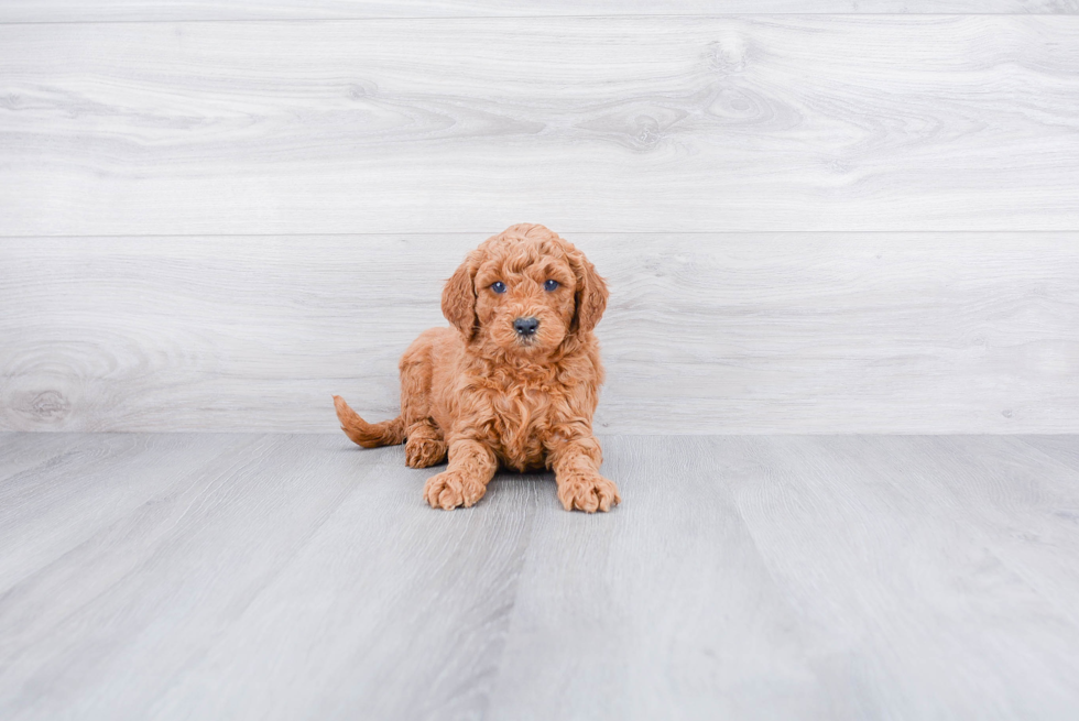 Cute Mini Goldendoodle Baby