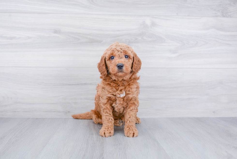 Small Mini Goldendoodle Baby