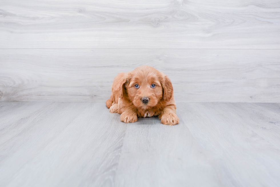 Cute Mini Goldendoodle Baby