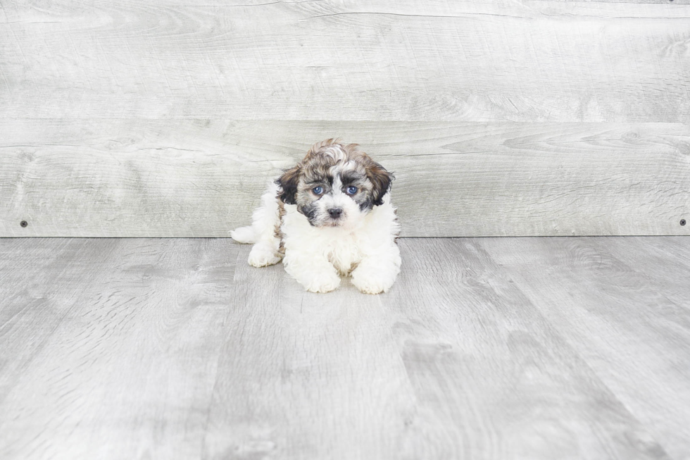 Havanese Pup Being Cute