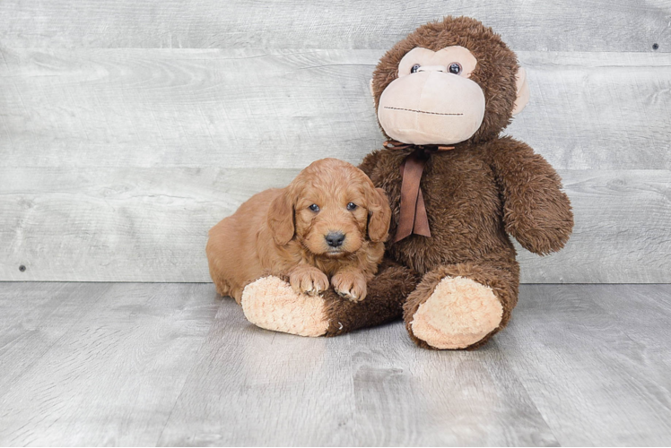 Mini Goldendoodle Puppy for Adoption