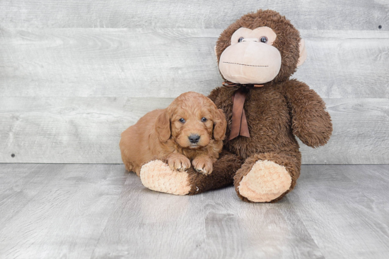 Mini Goldendoodle Puppy for Adoption