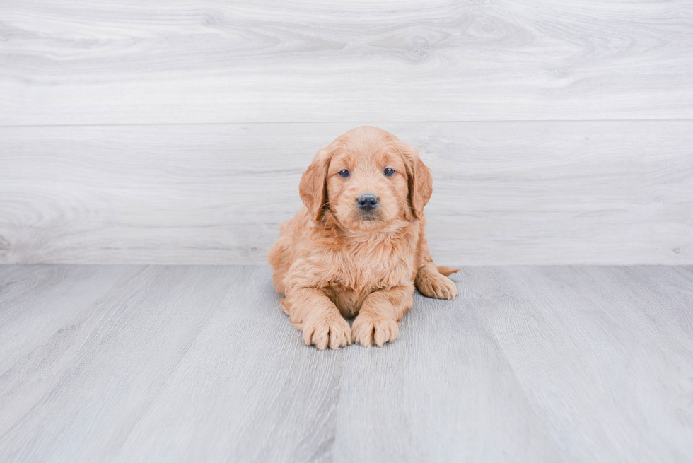 Mini Goldendoodle Pup Being Cute