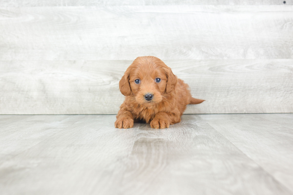 Best Mini Goldendoodle Baby