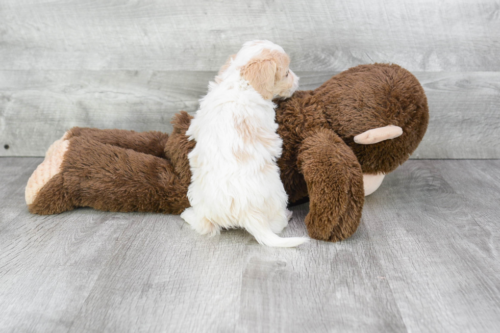 Cavachon Pup Being Cute