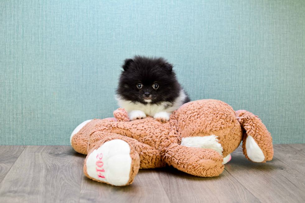 Sweet Pomeranian Purebred Puppy