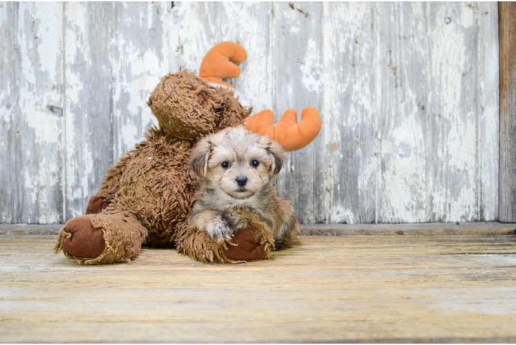 Cute Morkie Baby