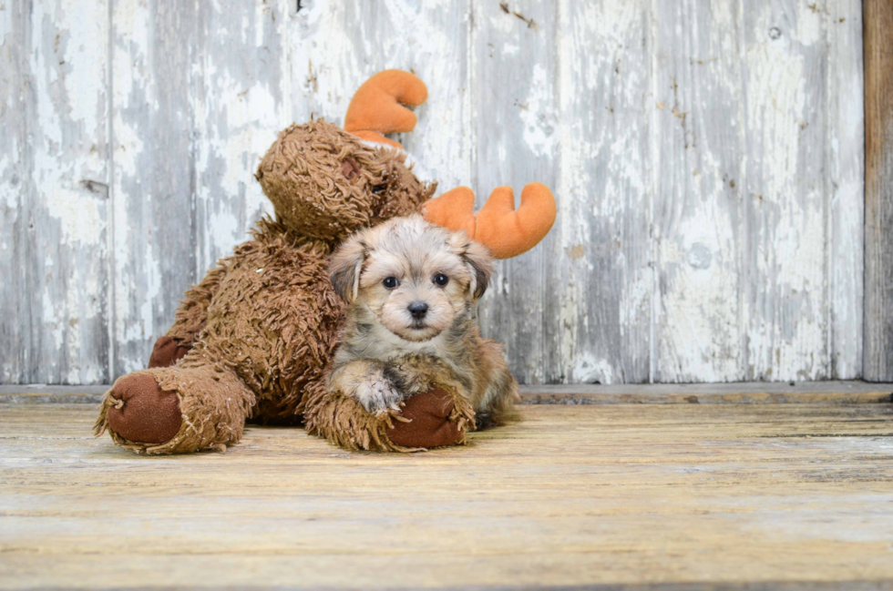 Cute Morkie Baby