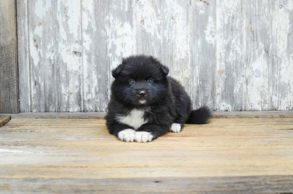 Pomsky Puppy for Adoption