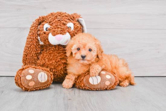 Mini Goldendoodle Pup Being Cute