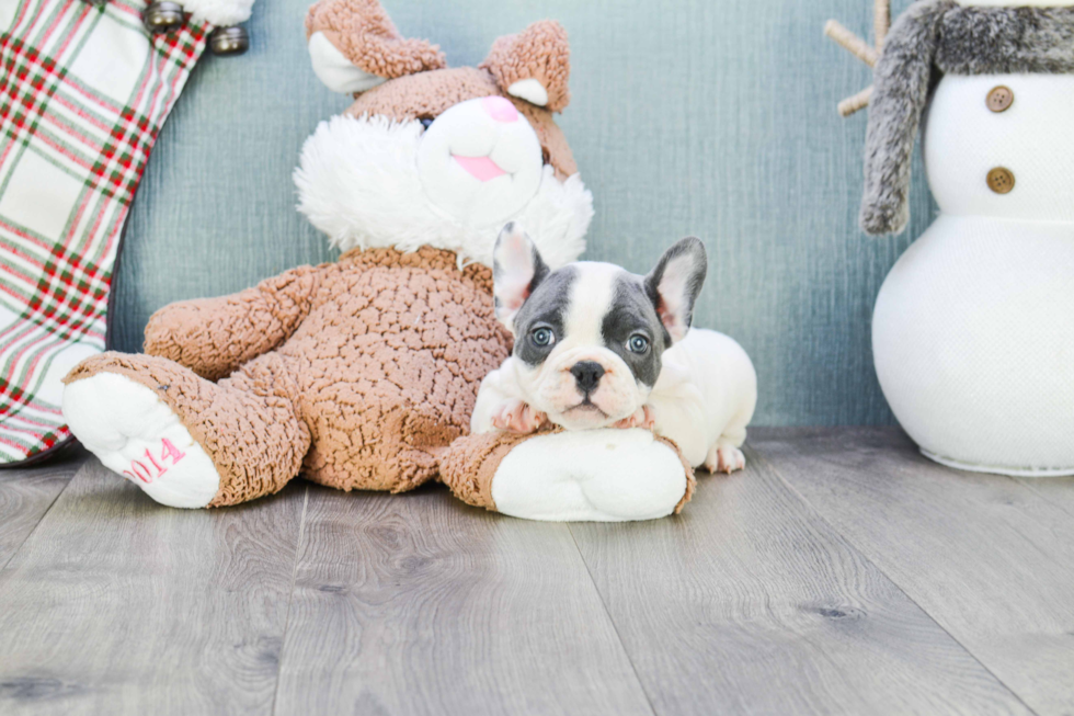 French Bulldog Pup Being Cute