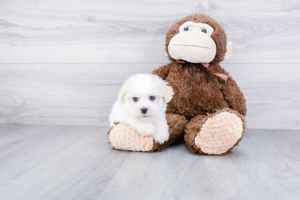 Best Havanese Baby