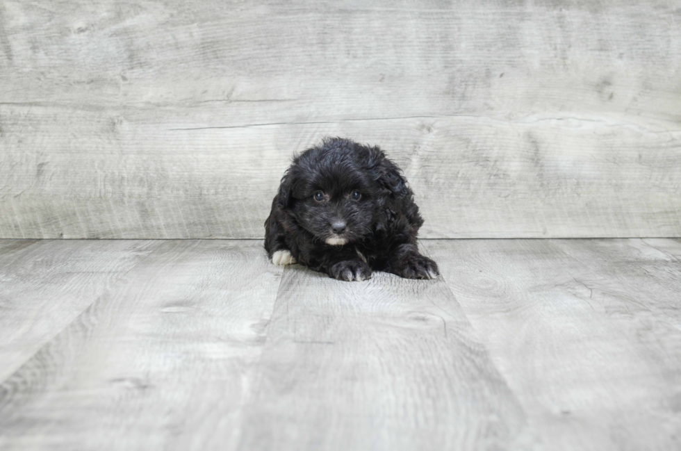 Hypoallergenic Aussiepoo Poodle Mix Puppy