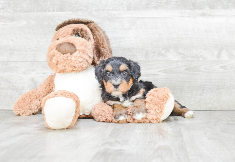 Adorable Bernadoodle Poodle Mix Puppy