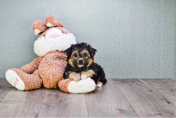 Best Morkie Baby