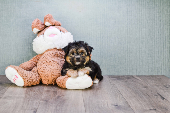 Best Morkie Baby