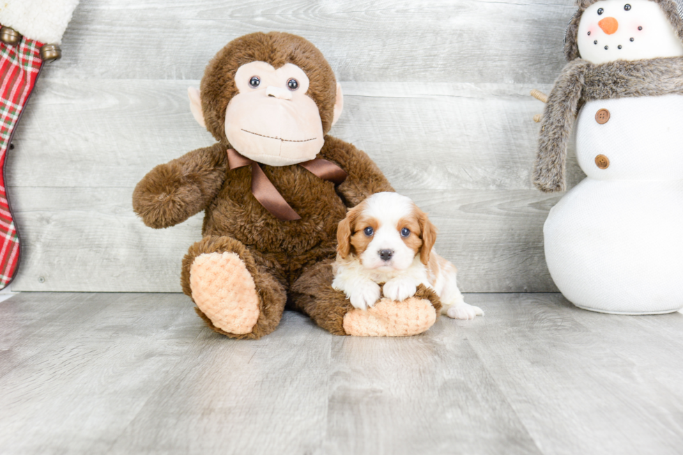 Cute Cavalier King Charles Spaniel Purebred Puppy