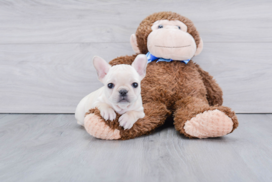 Best French Bulldog Baby