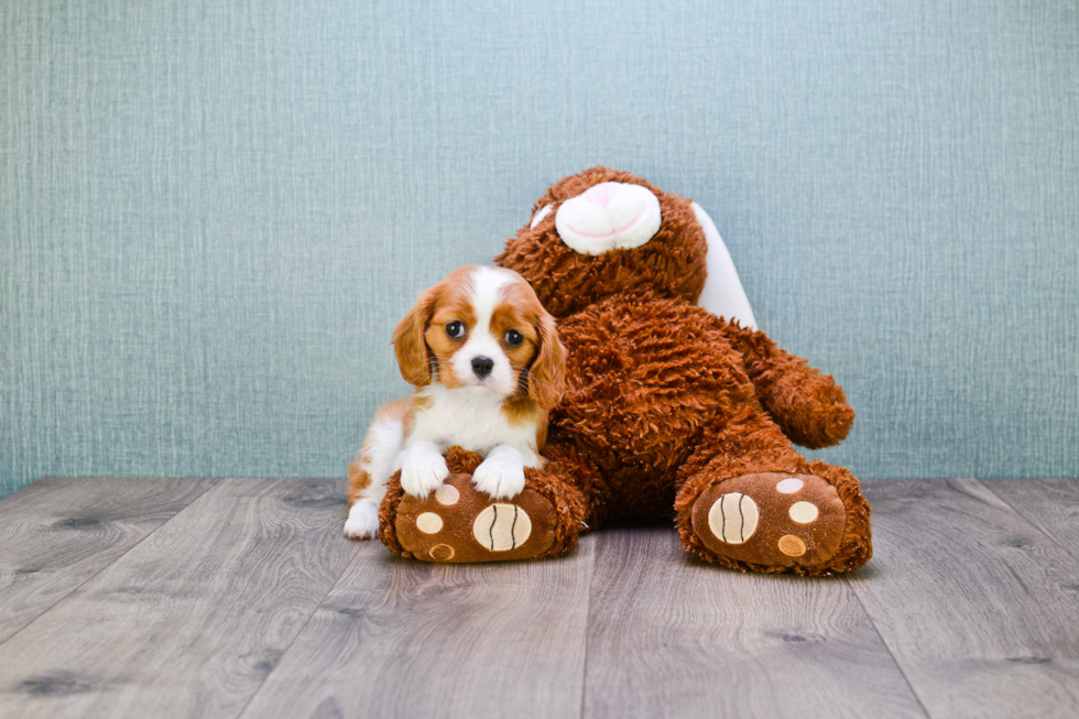 Hypoallergenic Cavalier King Charles Spaniel Purebred Pup