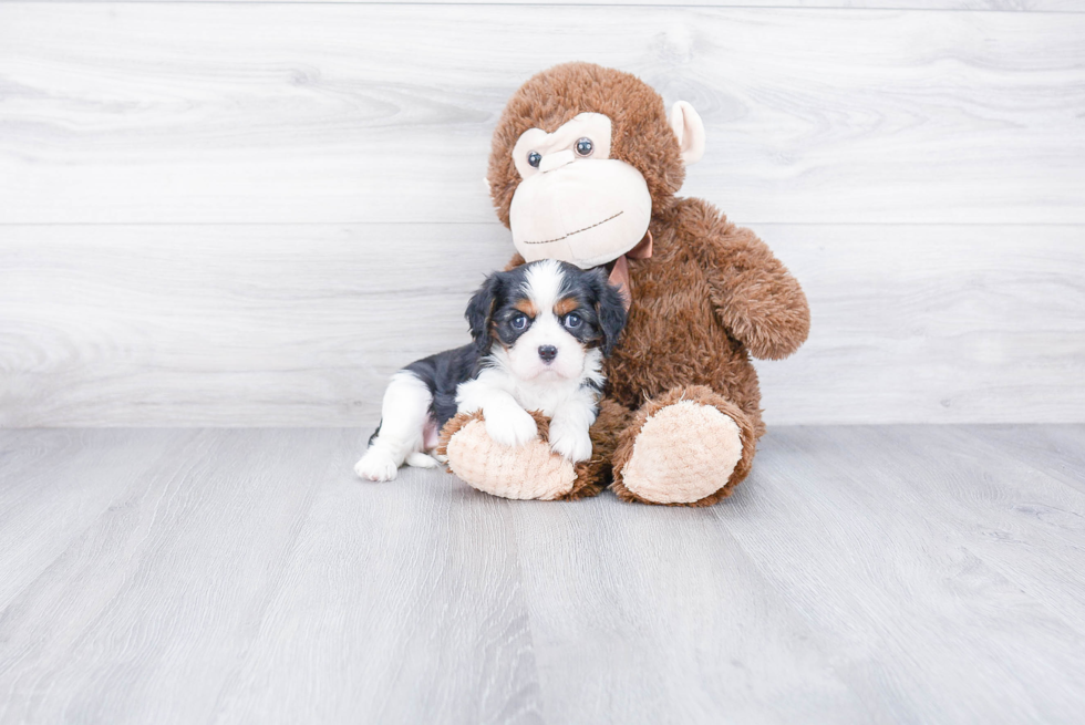 Cavalier King Charles Spaniel Puppy for Adoption