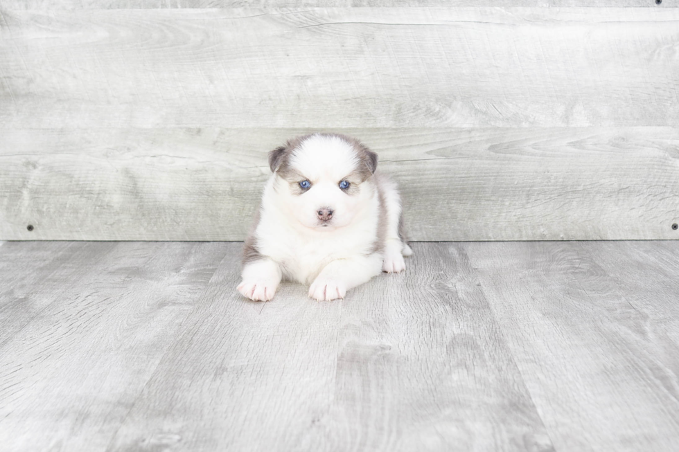 Little Mini Husky Designer Puppy