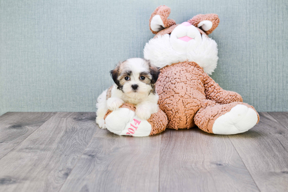 Teddy Bear Pup Being Cute